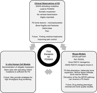 Advances in Models of Fibrous Dysplasia/McCune-Albright Syndrome